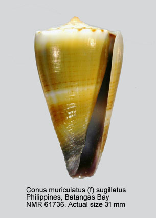 Conus muriculatus (f) sugillatus.jpg - Conus muriculatus (f) sugillatusReeve,1844